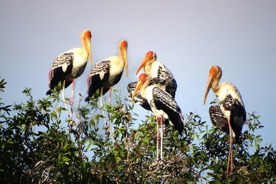 Red-headed cranes migrate to Mekong Delta ảnh 2