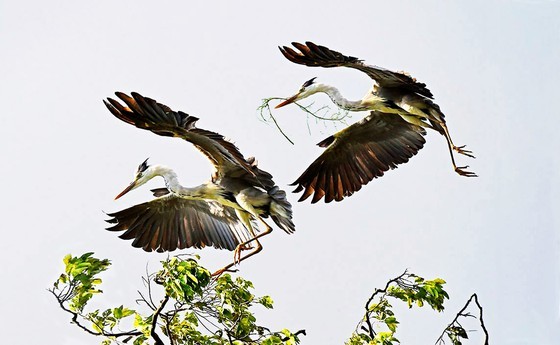 Red-headed cranes migrate to Mekong Delta ảnh 4
