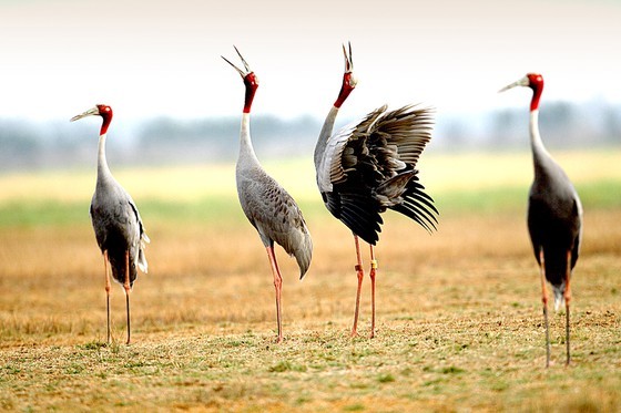 Red-headed cranes migrate to Mekong Delta ảnh 5