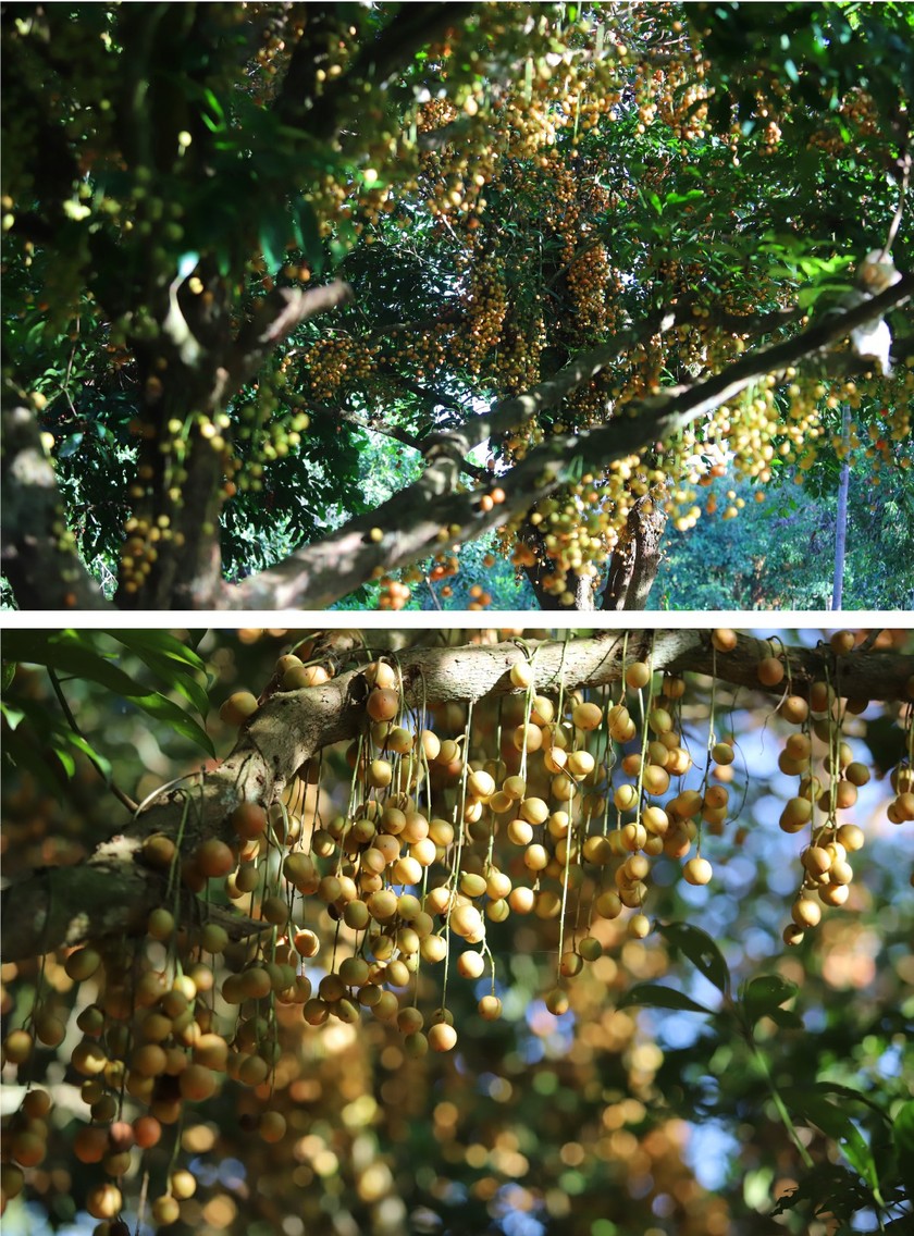 Beauty of burmese grape trees full of fruits in central mountainous district ảnh 13