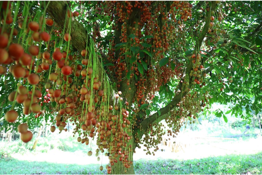 Beauty of burmese grape trees full of fruits in central mountainous district ảnh 14