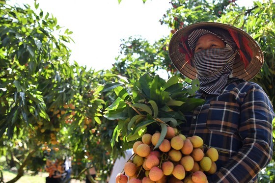 Vietnamese lychees head for EU markets ảnh 1