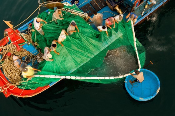 Fishing season of anchovy in Phu Yen ảnh 3