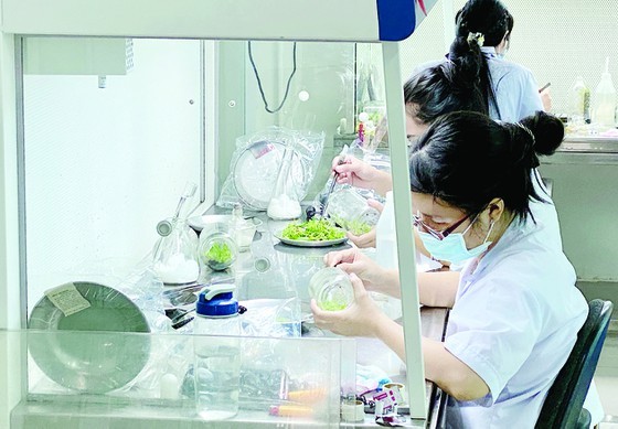 HCMC plans to attract specialist for key sectors ảnh 1