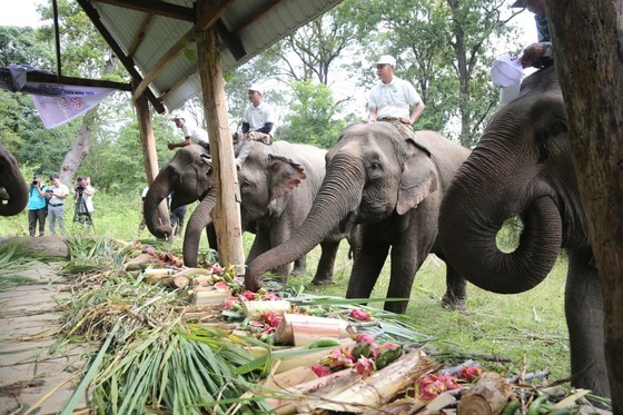 Dak Lak lays out fruit buffet for domesticated elephants on World Elephant Day ảnh 1