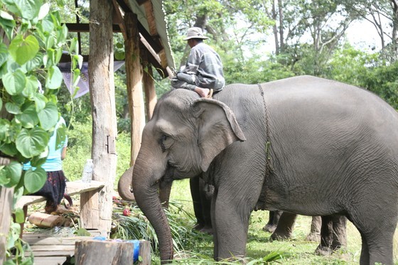 Dak Lak lays out fruit buffet for domesticated elephants on World Elephant Day ảnh 2