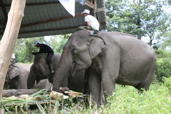 Dak Lak lays out fruit buffet for domesticated elephants on World Elephant Day ảnh 4