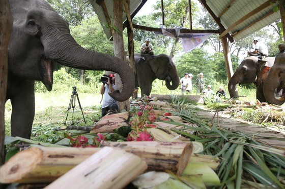 Dak Lak lays out fruit buffet for domesticated elephants on World Elephant Day ảnh 5