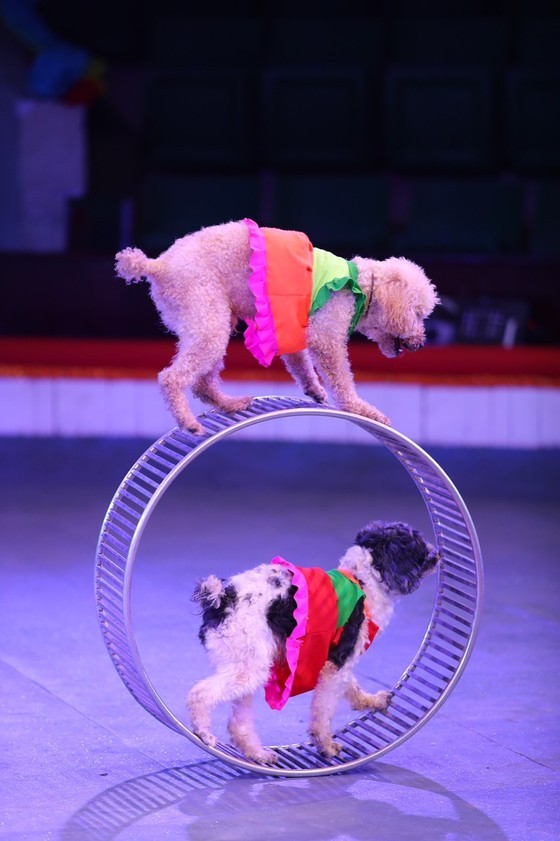Circus, music drama for children to be held in HCMC ảnh 4
